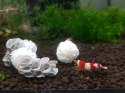 Baby Shrimp Shelters Czerwony 1 szt super schronienie