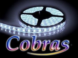 Taśma LED COBRAS 3528 biała zimna 5m/300diod IP65