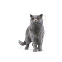 ROYAL CANIN FBN British Shorthair Adult - sucha karma dla dorosłego kota - 10kg