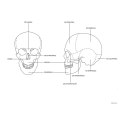 Model anatomiczny czaszki człowieka kolorowa w skali 1:1 + Zęby 3 szt.