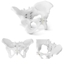 Model anatomiczny miednicy człowieka kobiety w skali 1:1