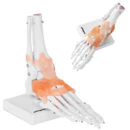 Model anatomiczny stawu skokowego z więzadłami w skali 1:1