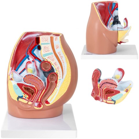 Model anatomiczny miednicy żeńskiej 3D w skali 1:1